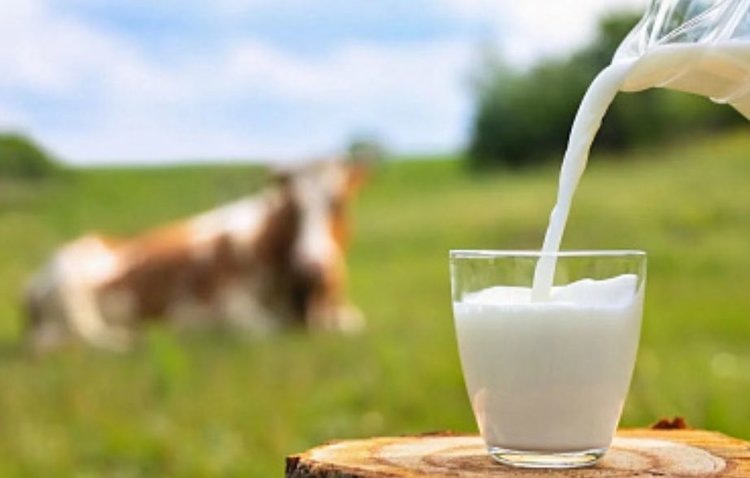    В Запорожской области растет производство молока