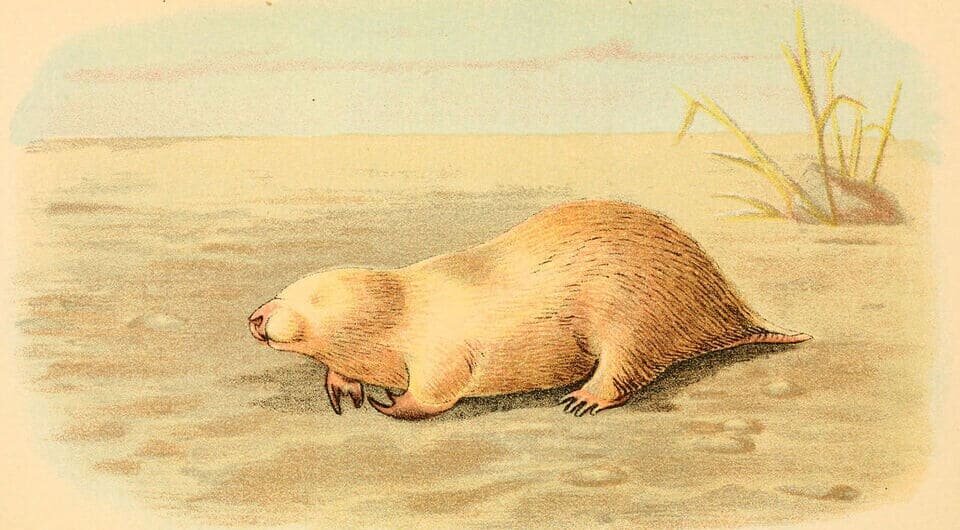   Richard Lydekker / Wikimedia Commons / CC BY 2.0