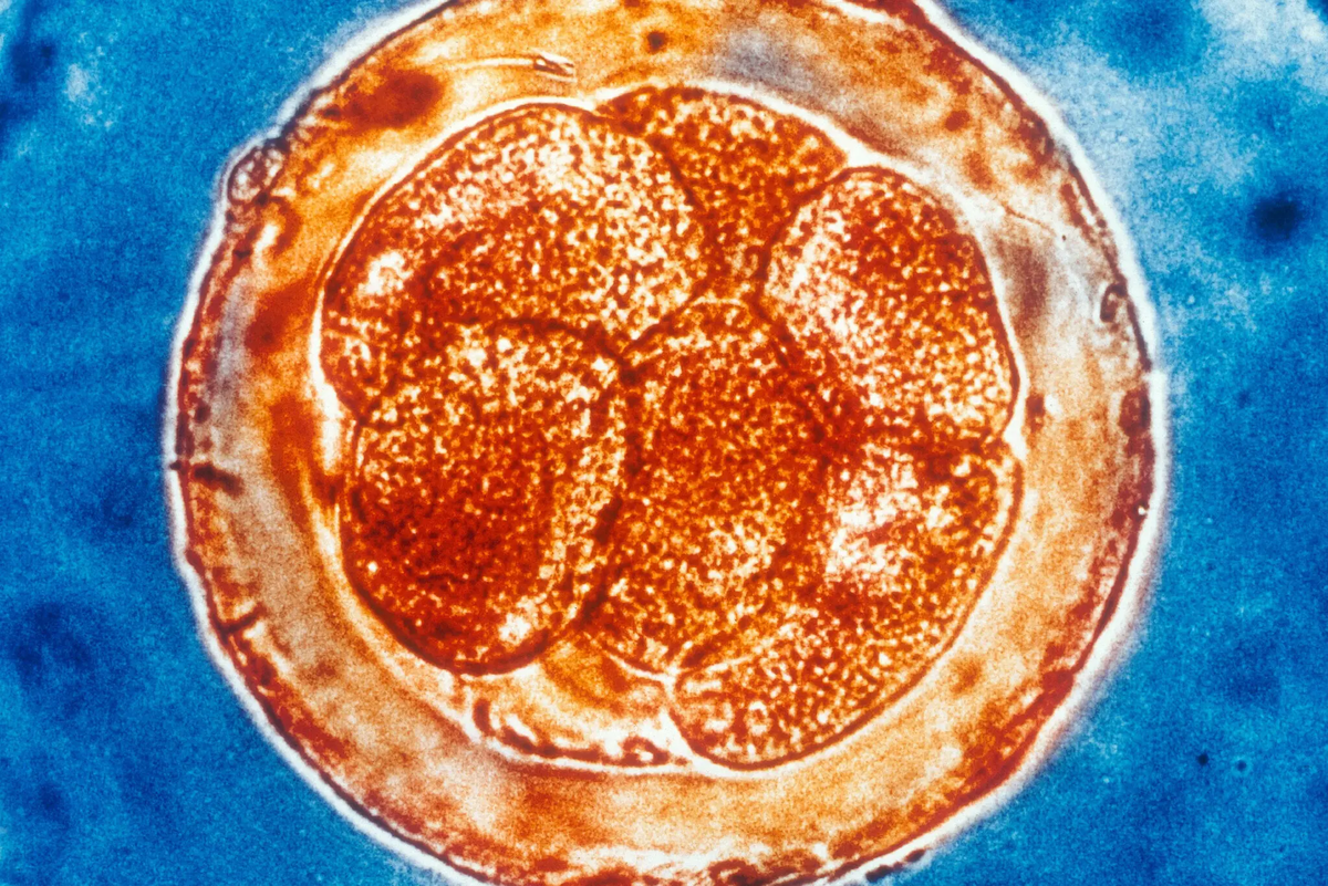 В процессе оплодотворения человеческой яйцеклетки происходит деление клеток. Исследователи работают над тем, чтобы внести изменения в ДНК клеток, добавив в неё уникальные фрагменты генетического материала. Это позволит каждой линии клеток создавать свой собственный «генетический код». Science Source