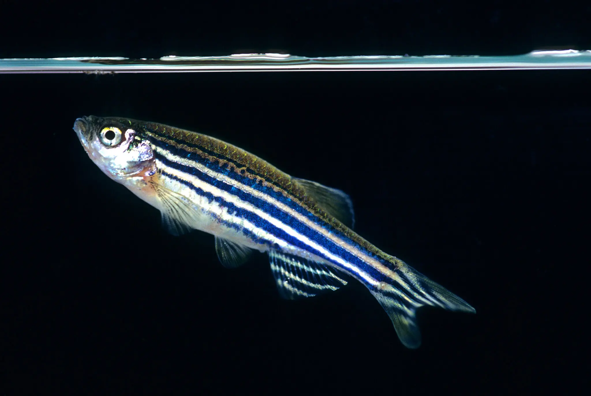 Учёные изменили клетки рыбок данио так, чтобы они могли производить собственные молекулы CRISPR. Эти молекулы способны разрезать или добавлять ДНК в различных участках генов. Science Source