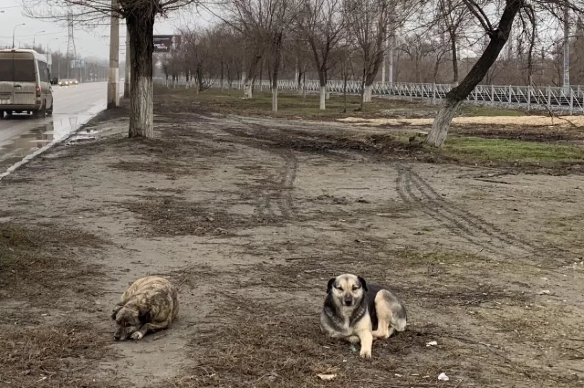    В Севастополе стая собак напала на ребенка