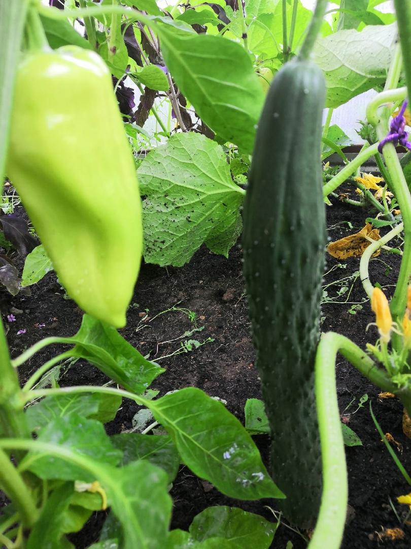 Хвастовство подруги