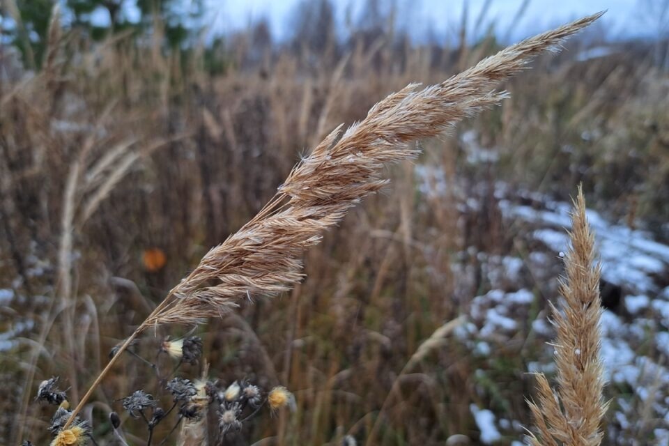 Что не стоит пить в Емелин день и кому опасно смотреть в зеркало?