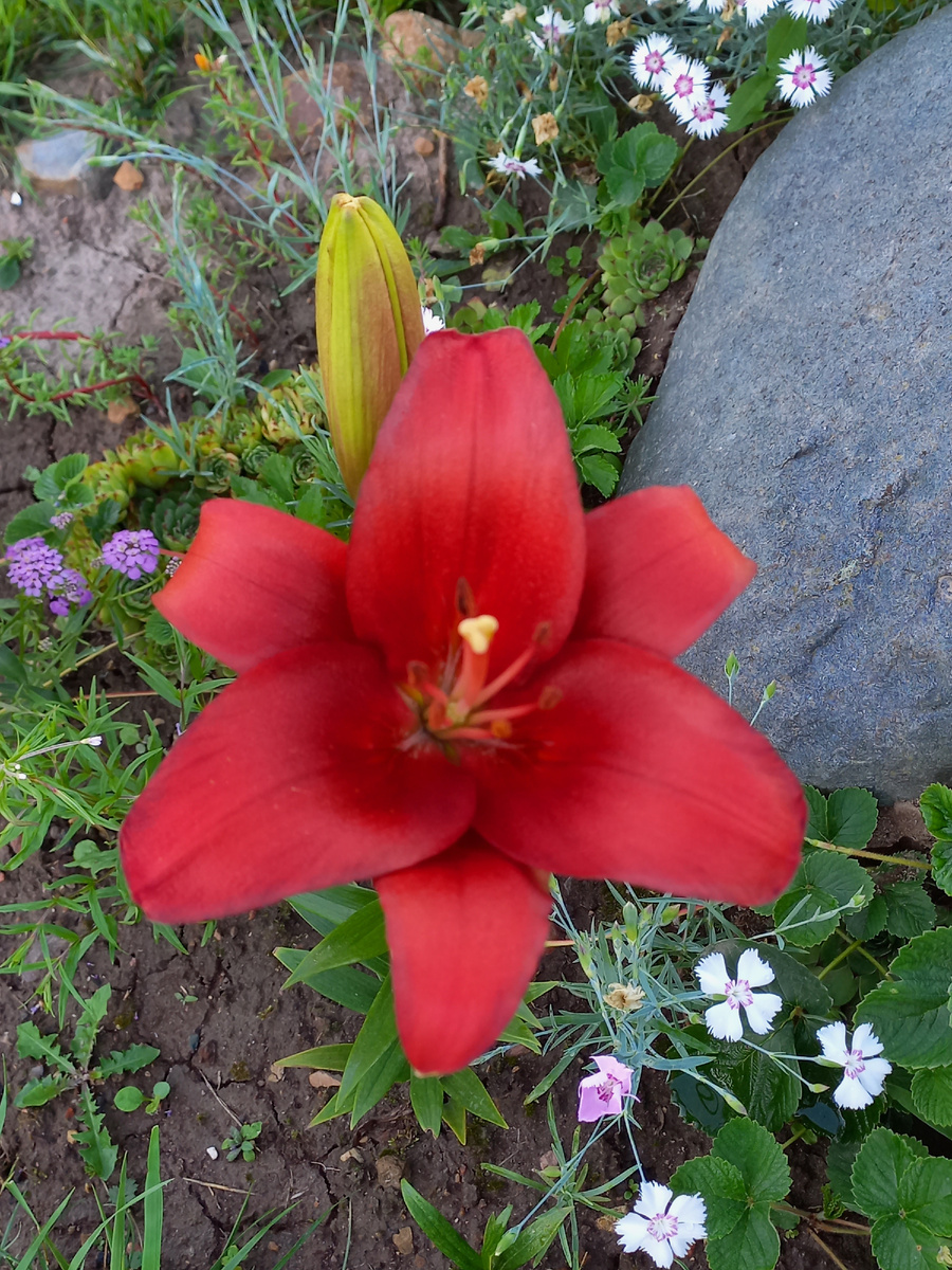 Лилия сорт Прунотто.