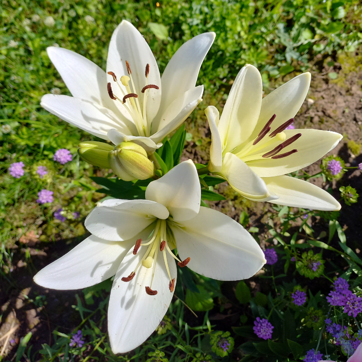 Лилия сорт Kung Дом.