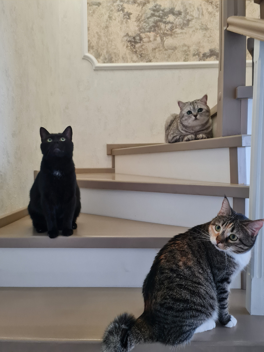 Сверху вниз: Котька, Чернышок и Манечка.