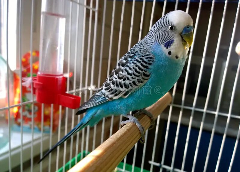 Фото из открытого источника Интернета