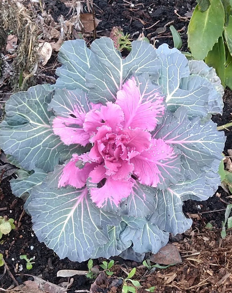 Капуста, январь 2025