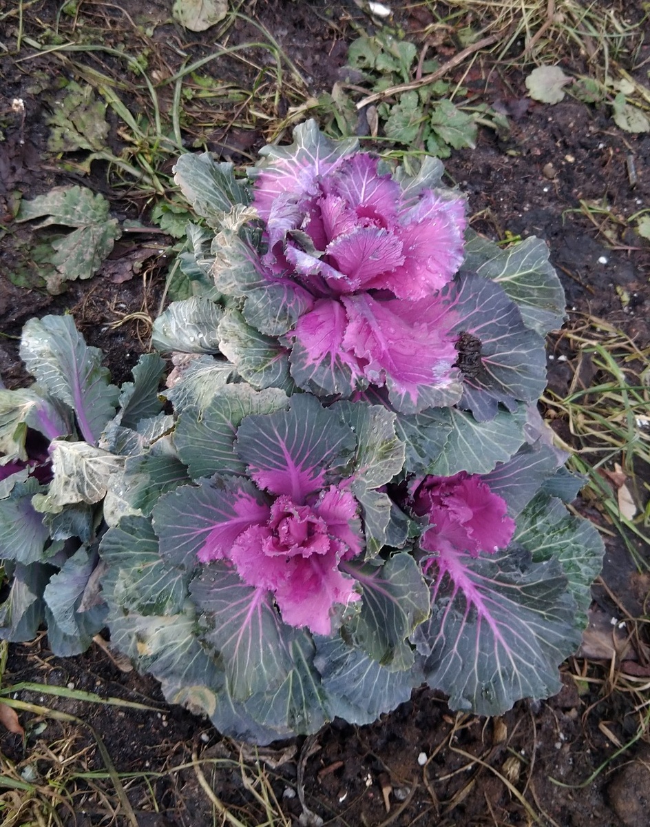 Капуста, январь 2025