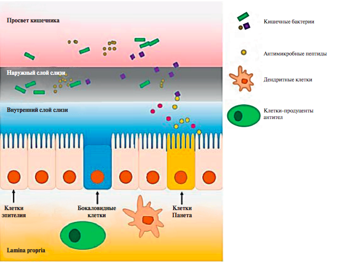 Zhang M, Sun K, Wu Y, et al. Interactions between Intestinal
Microbiota and Host Immune Response in Inflammatory
Bowel Disease. Front Immunol. 2017