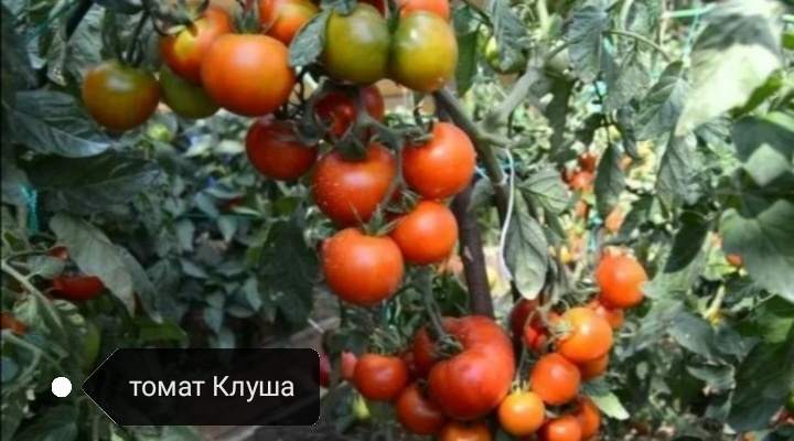 тоже штамб и тоже многоплоден и дружная отдача урожая. фото свободный доступ.