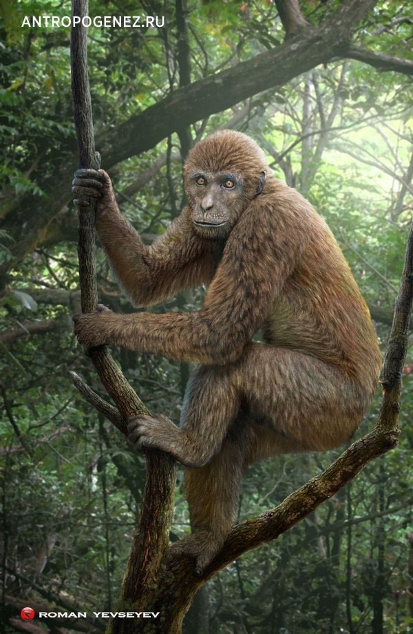 Ekembo (Proconsul) heseloni
Реконструкция Романа Евсеева
для АНТРОПОГЕНЕЗ.РУ.