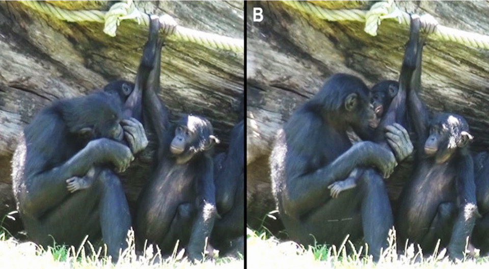   Elisa Demuru et al. / American Journal of Primatology, 2024