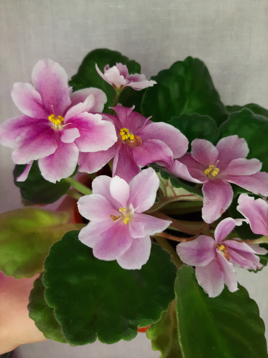 Фиалка RdS- Illusiion