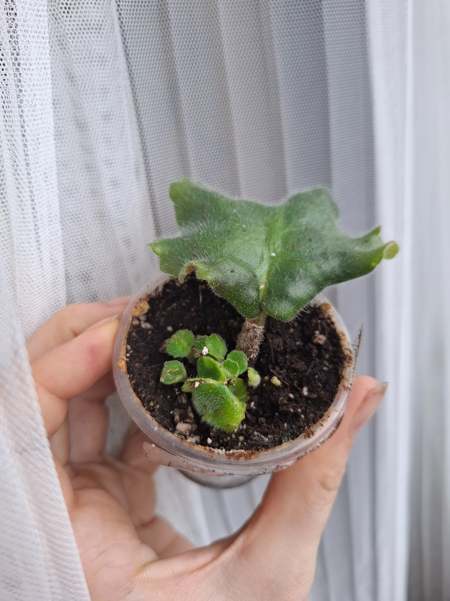 Детки-"конфетки"