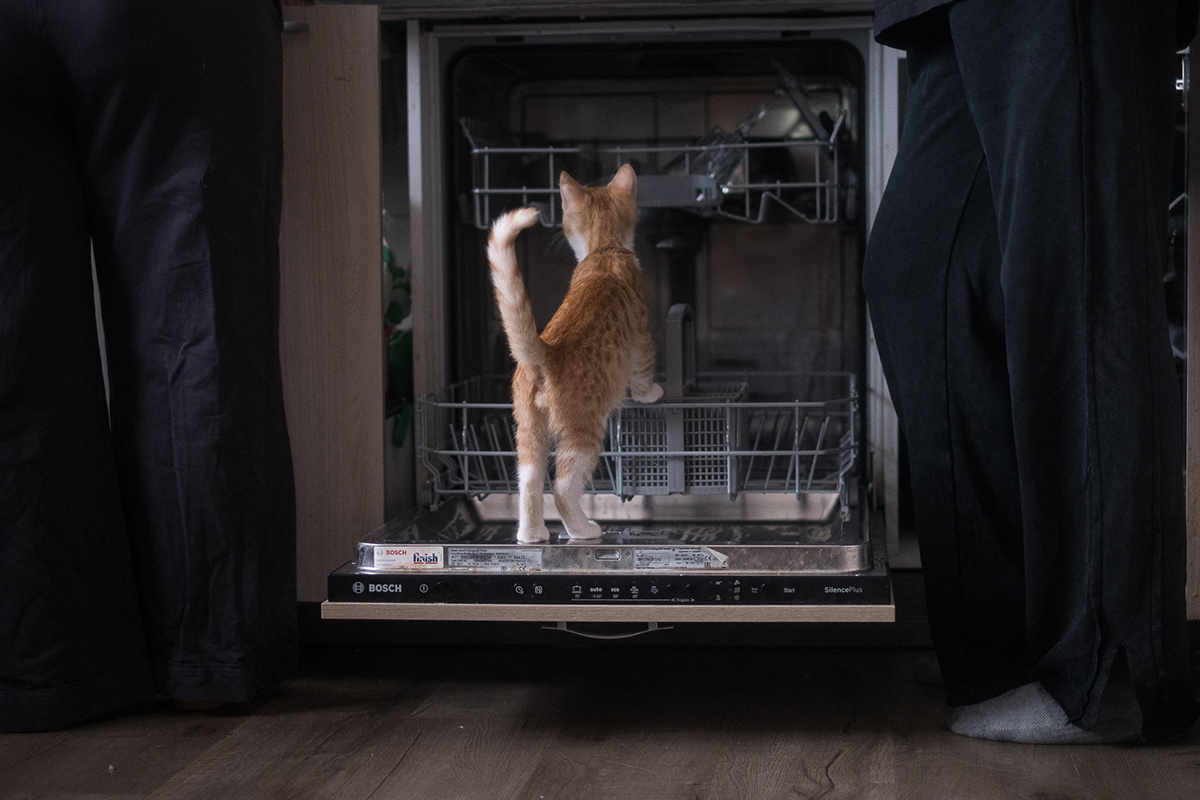 В доме, где живут основатели «Дома тигра», тоже много кошек. Только не таких крупных
Фото: Наташа Лозинская для ТД