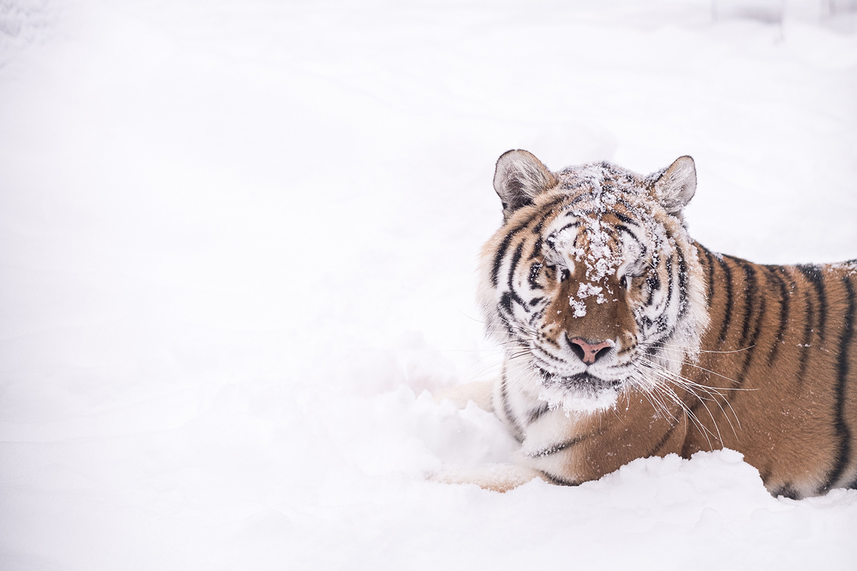Фото: Наташа Лозинская для ТД