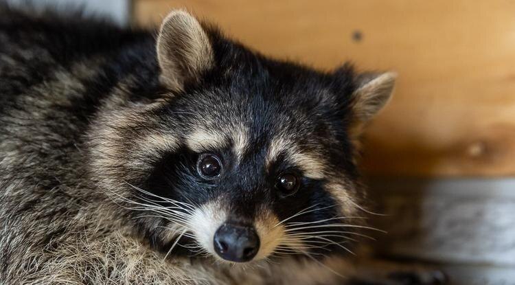 Фото: Алексей Дацковский