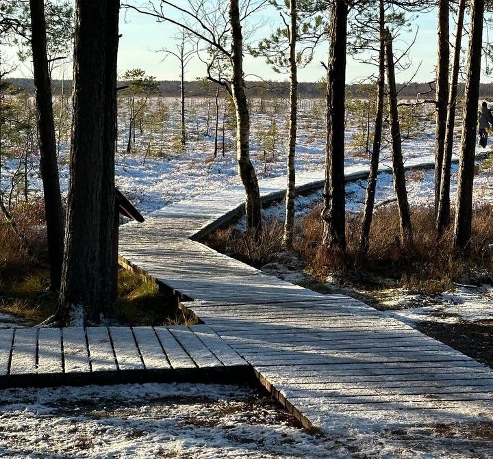 сестрорецкое болото