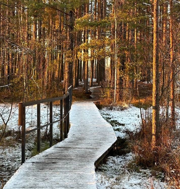 сестрорецкое болото