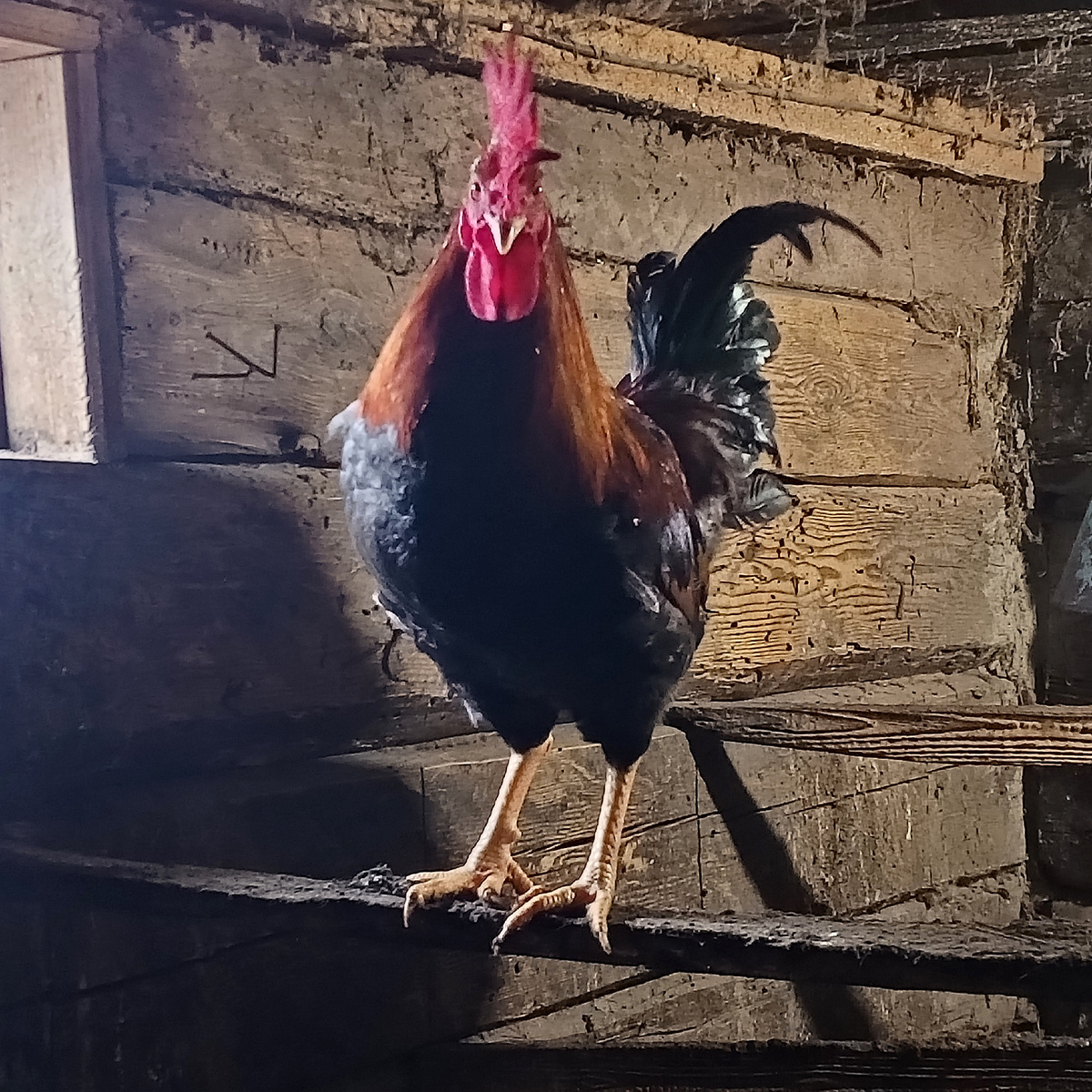 Новый Петя- петушок