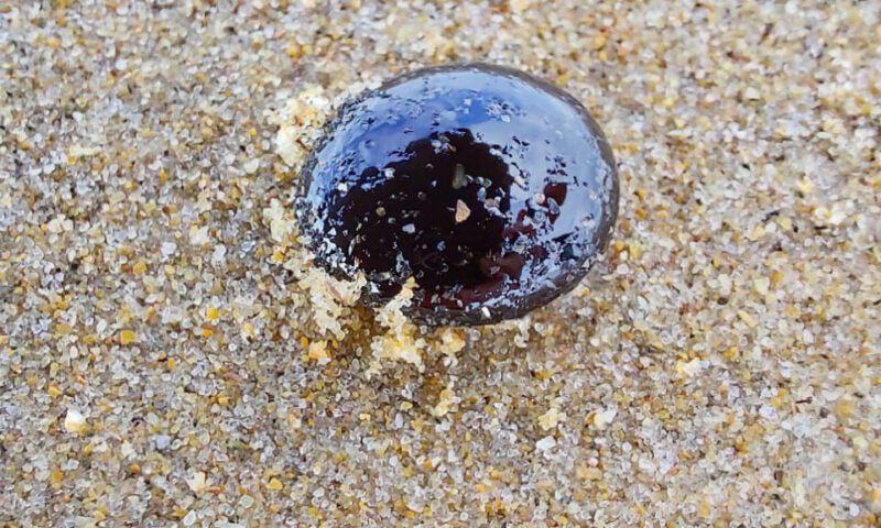    Фото Юлии Симатовой, «Кубань 24»