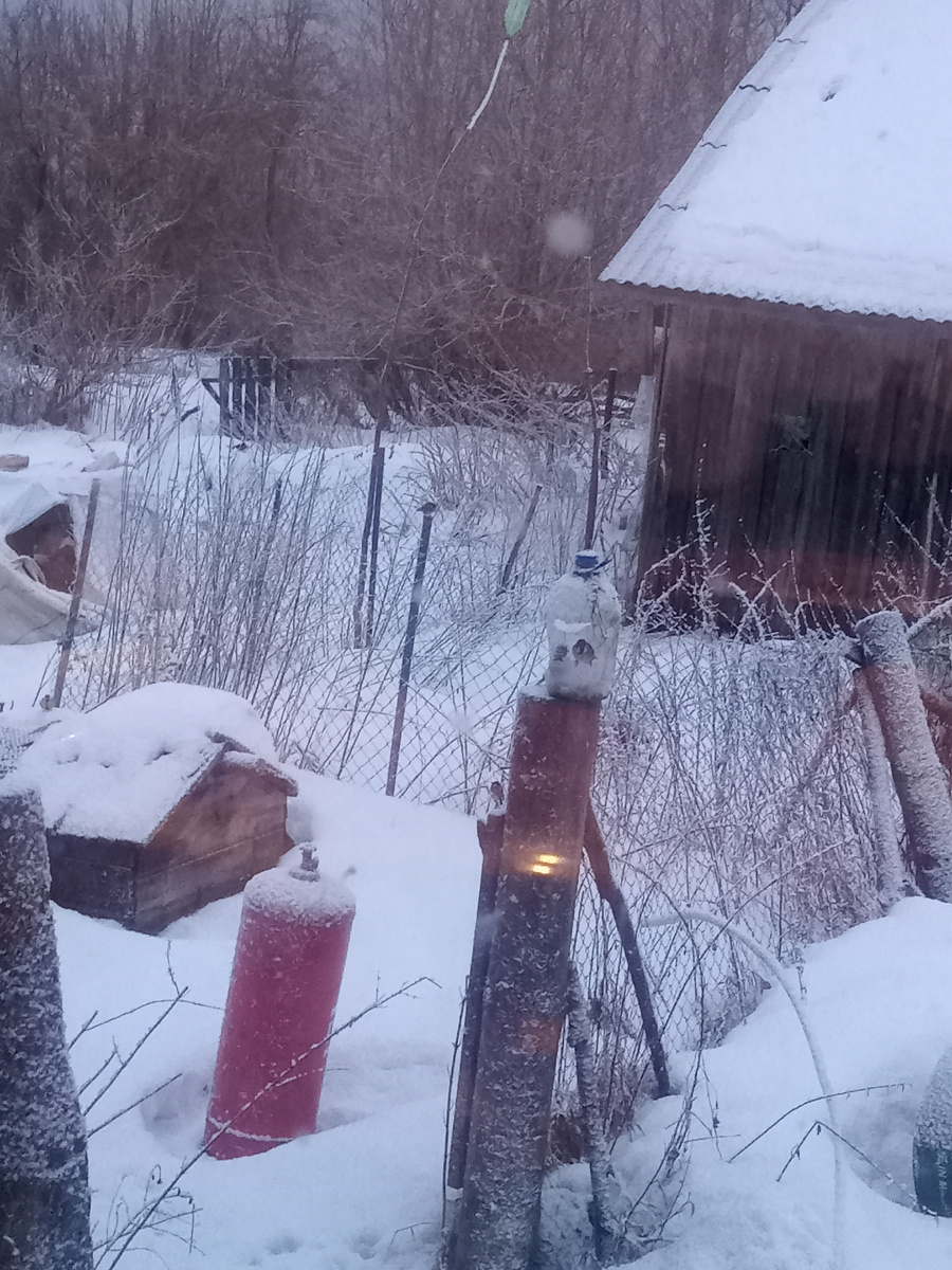 Залетит кто то один и может других не пускать😊а ещё сороки,эти разгоняют мелких птиц