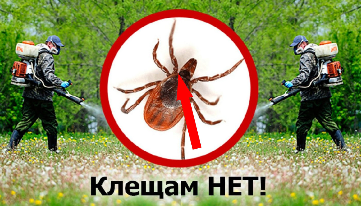    Как избавиться от клещей на дачном участке раз и навсегда