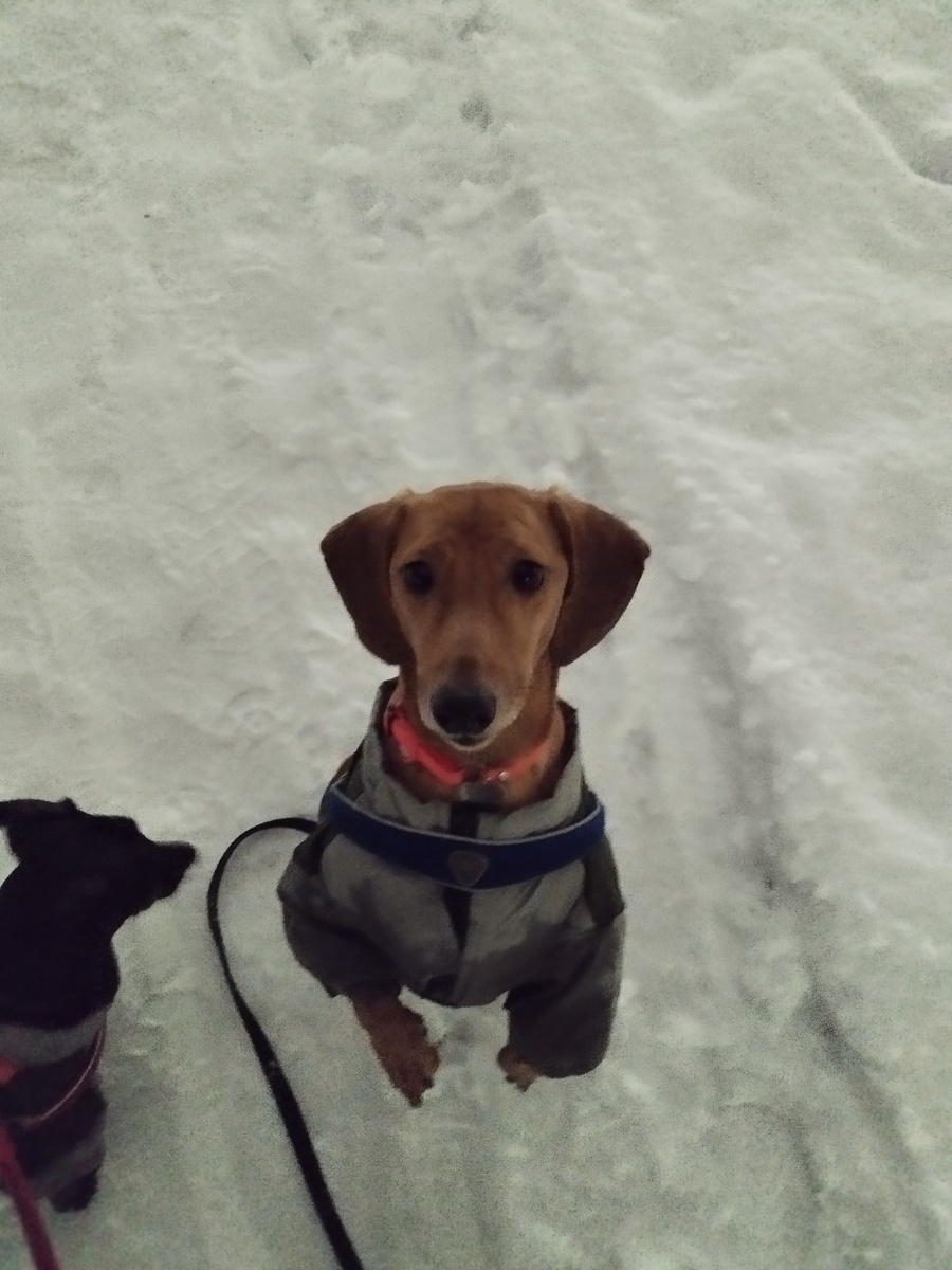 Чехов просит кусочек.