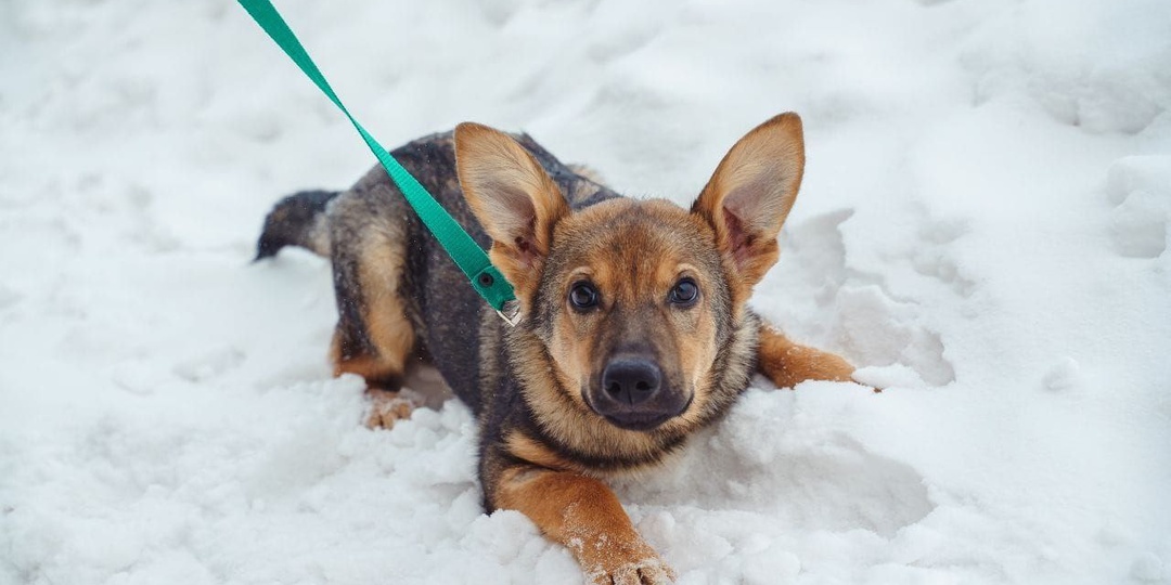 Мечтает о самом верном друге, который подарит ему дом и заботу!