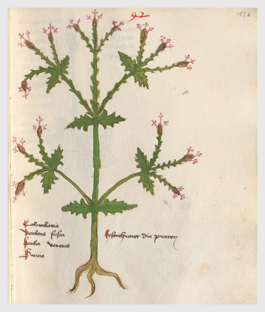 Вербена лекарственная (Verbena officinalis). Vitus Auslasser. Herbarius 1479