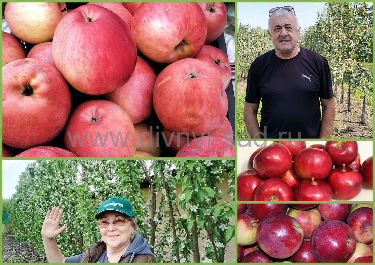 фото питомника Дивный Сад Воронежская область