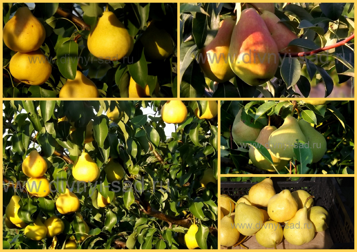 Груши из наших садов селекция ВНИИСПК Хозяйство Дивный Сад