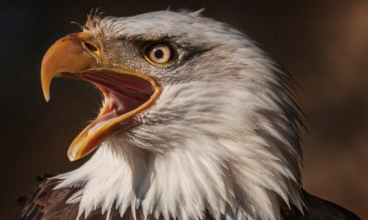    Уши у птиц очень хорошо спрятаны, и при этом у них отличный слух. Источник изображения: IFL Science