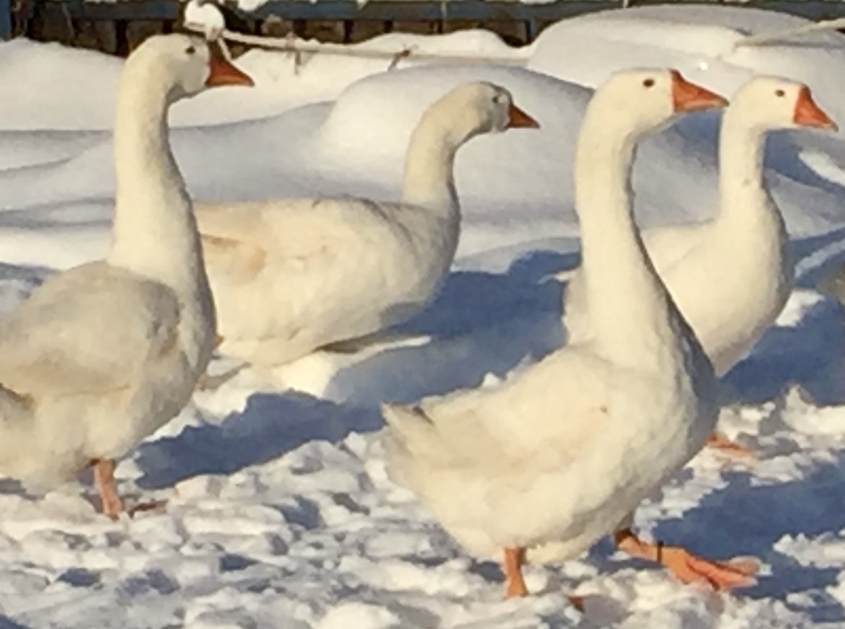 Гуси тяжелой отцовской линии Линда