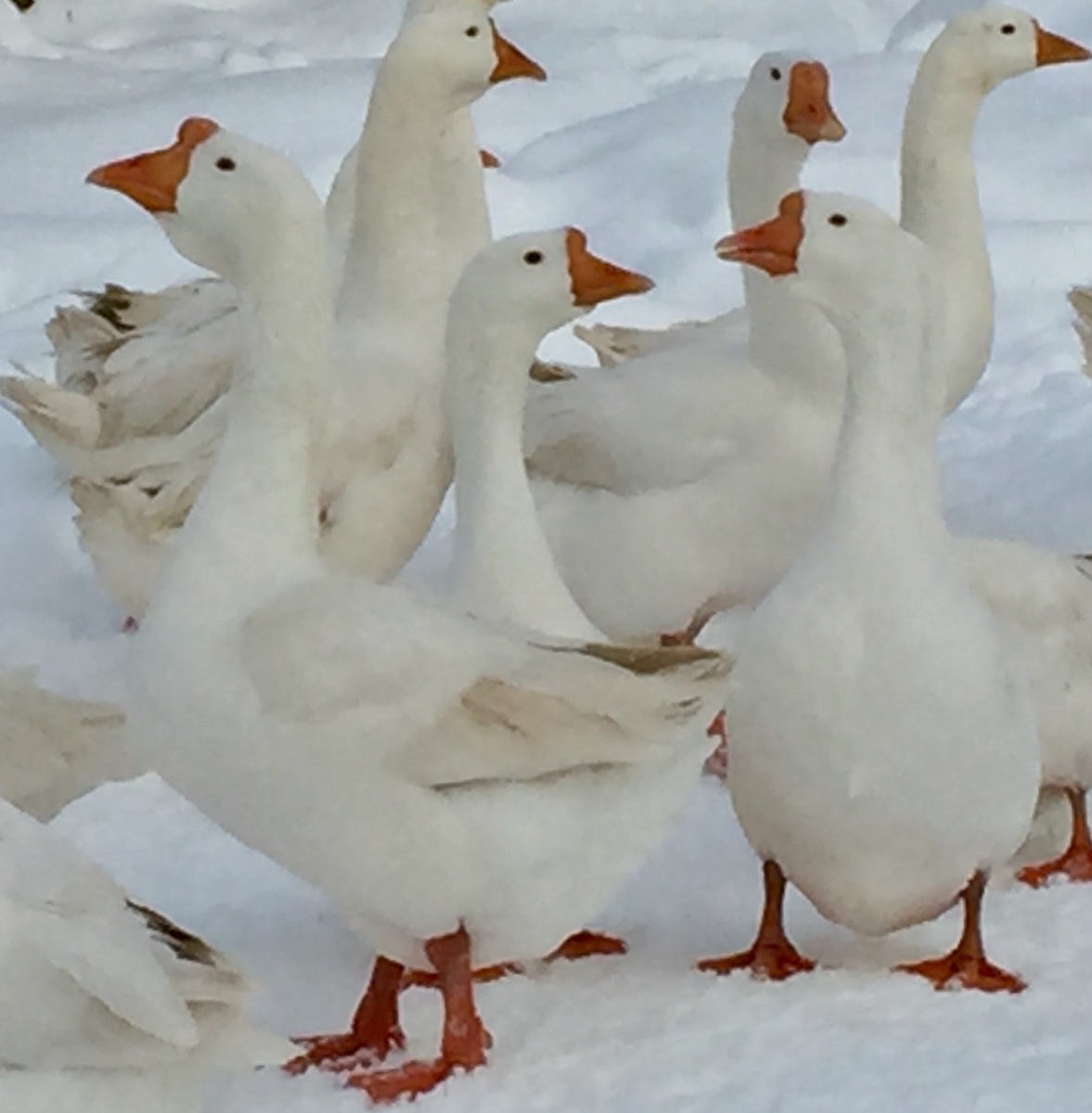 Гуси на зимней прогулки. Гусаки в весе 10 кг гусыни 9 Кг. 