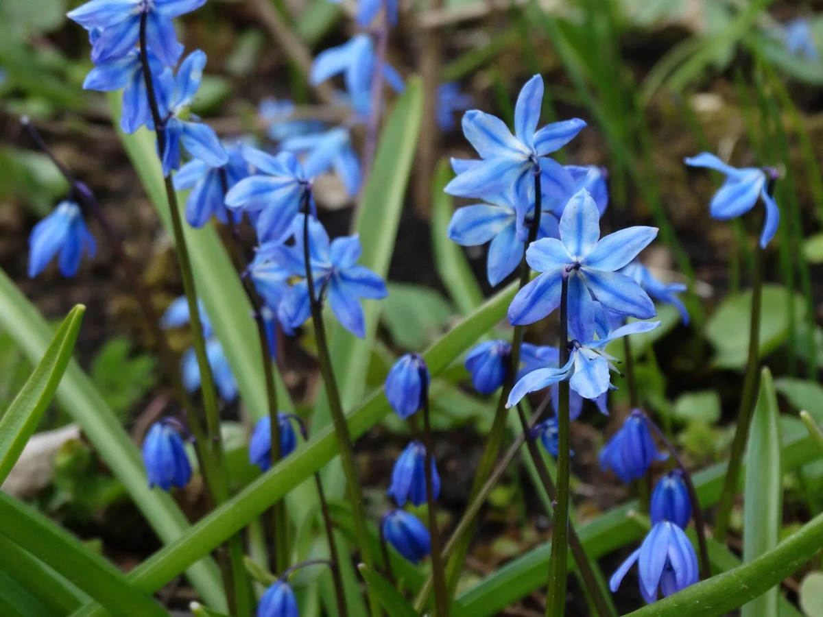 Пролески (сциллы)
