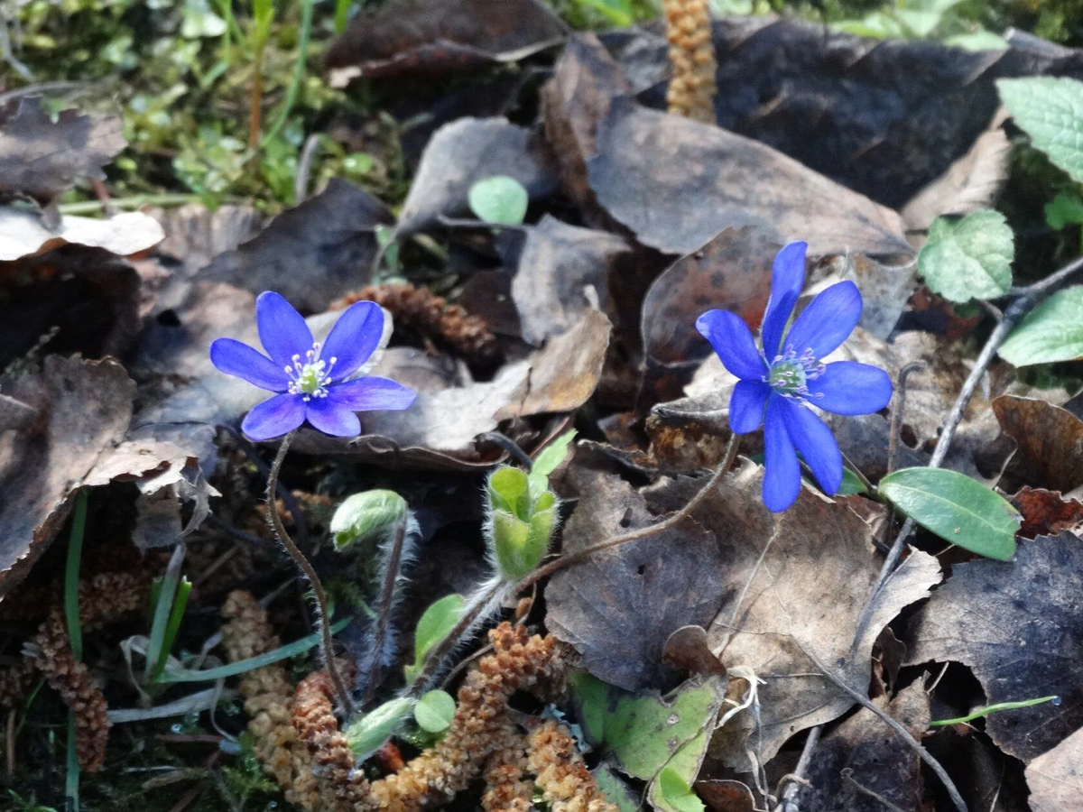 Печёночница из Тверской области с берега Волги.