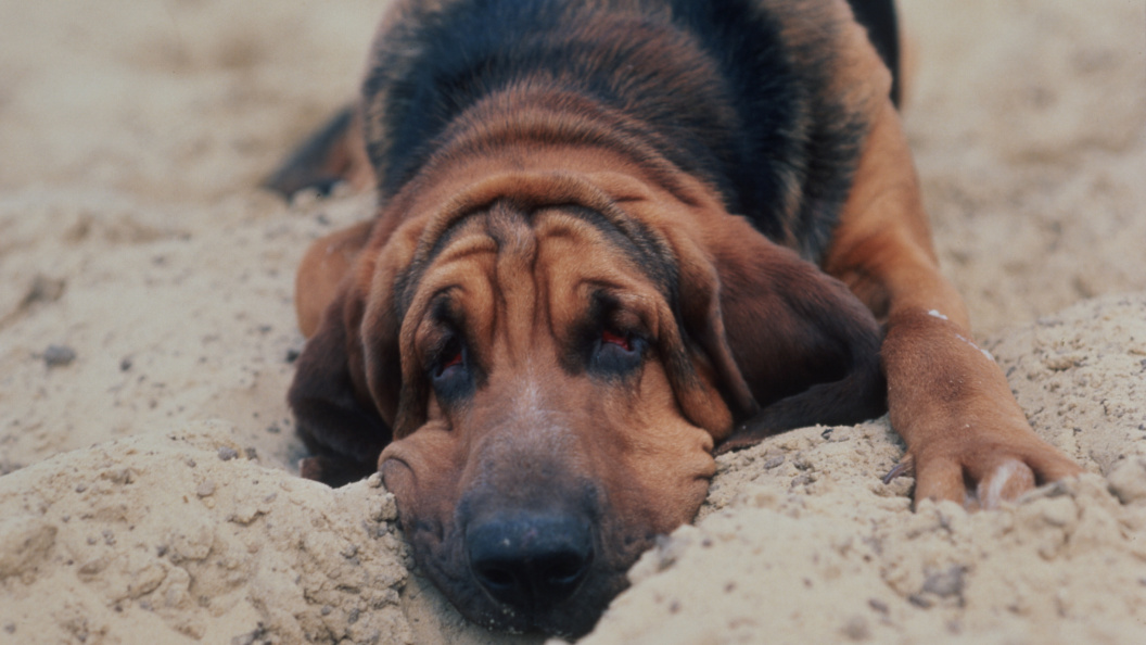    Vadim Nekrasov/Russian Look