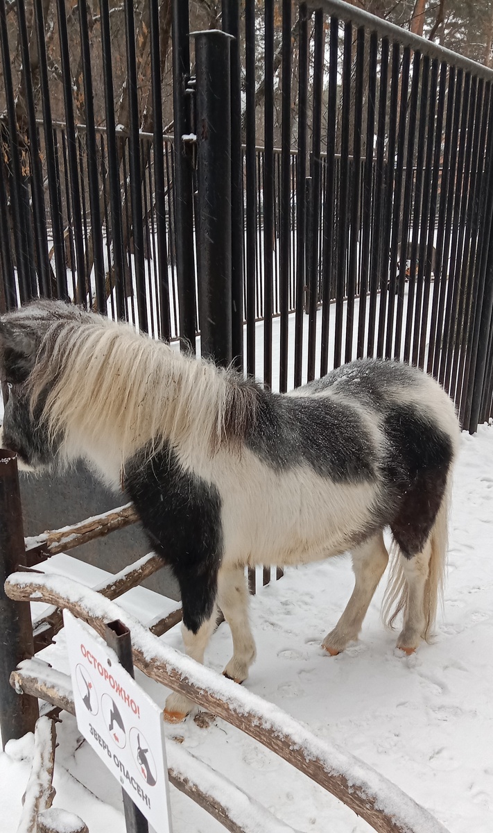 пони в зоопарке