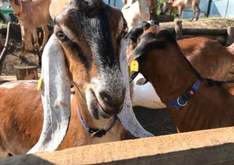    Шестилетка нацпроекта «Малое и среднее предпринимательство» в Белгородской области помогла 140 КФХ