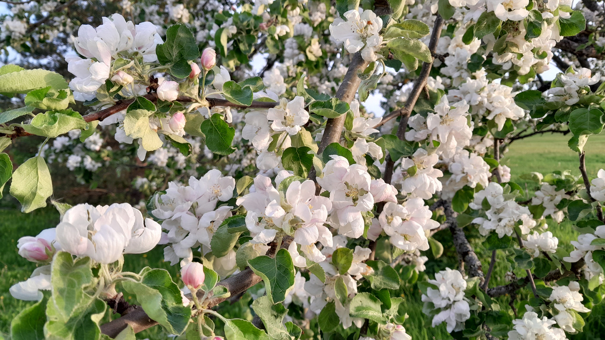 Сильно))) Яблокам быть!