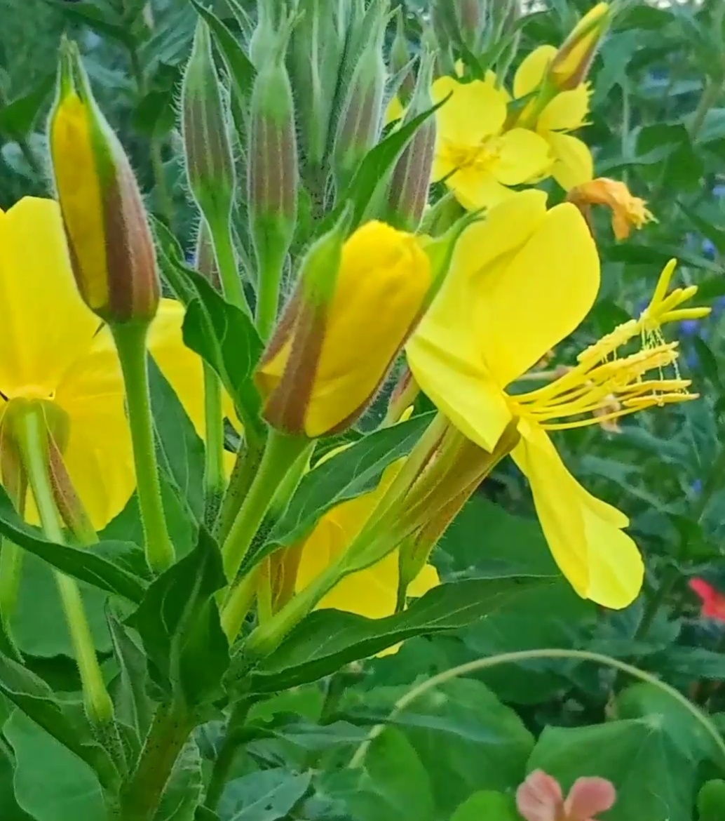 Она привлекает бабочек и других насекомых , которые любят полакомиться её нектаром под покровом ночи🌙