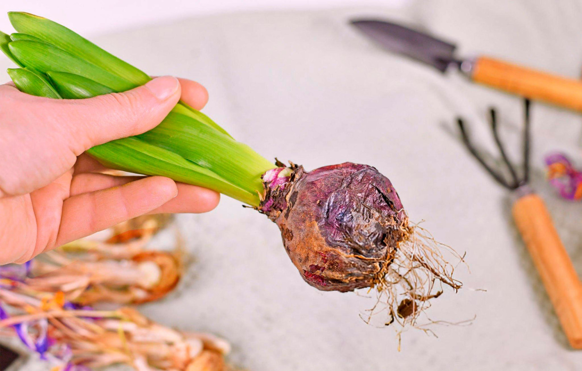 Подготавливаем гиацинты в домашних условиях.