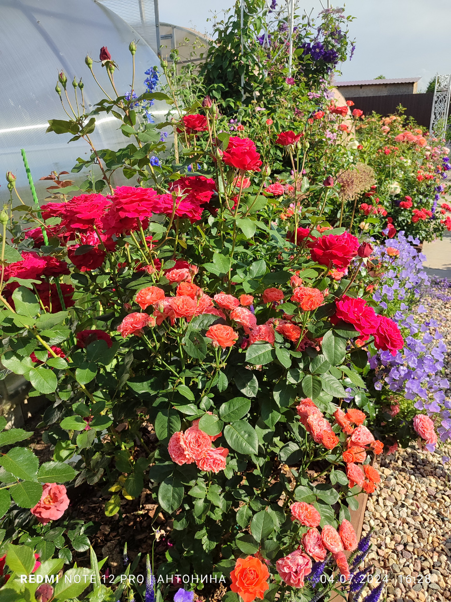 Розы Леди оф Белград и Штёртебекер.