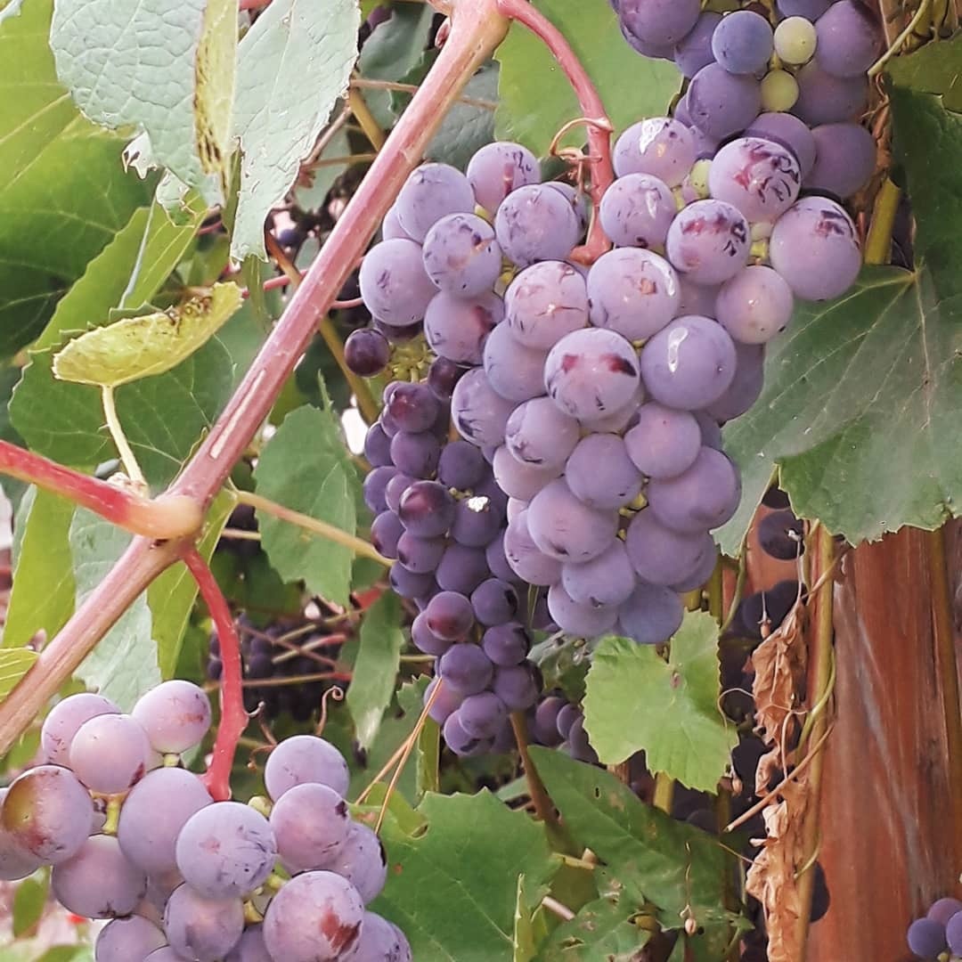 Наша беседка летом