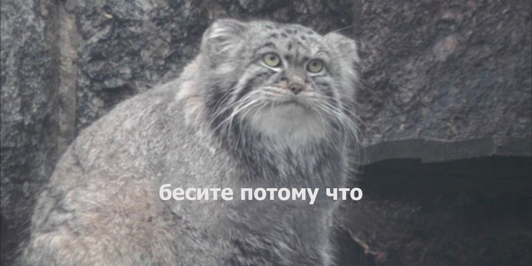 Однажды в зоопарке стала свидетелем претензий к манулу. Интересный вышел диалог с работниками