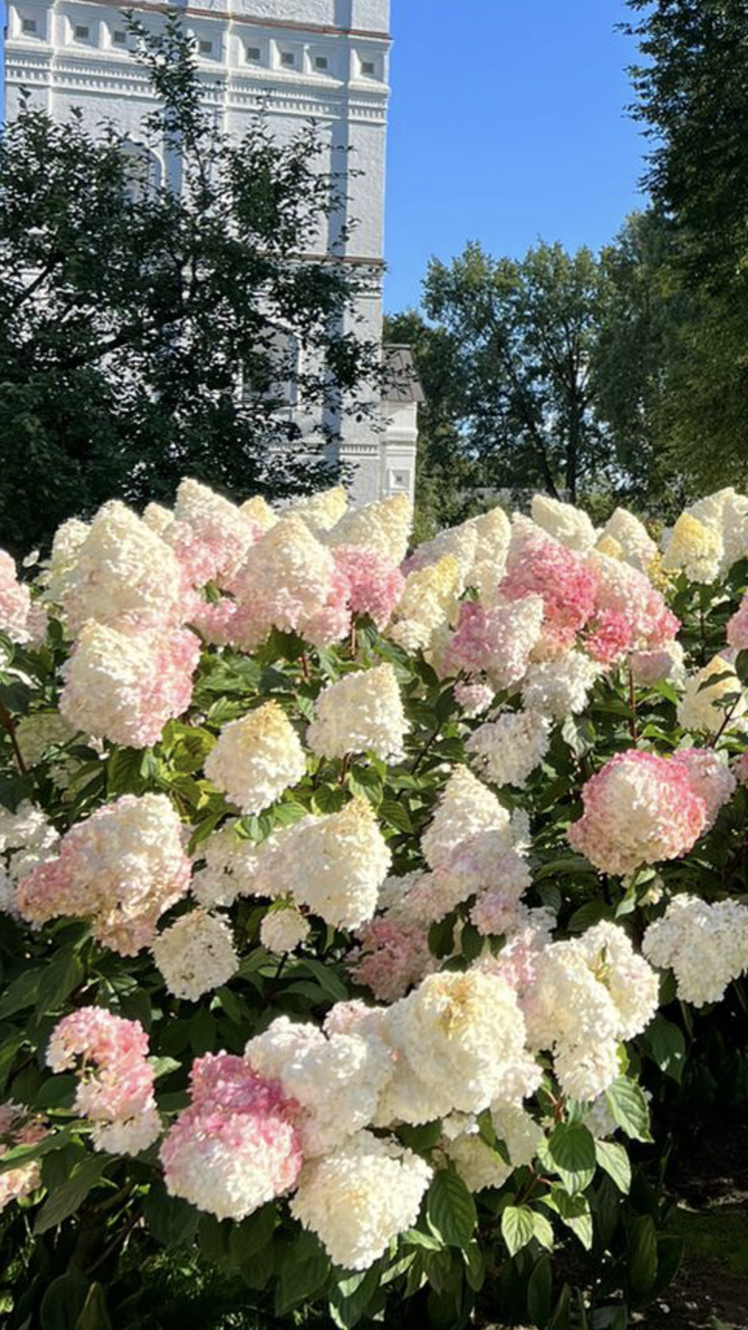 Ванилла Фрайз в Толгском монастыре, Ярославль, 2024