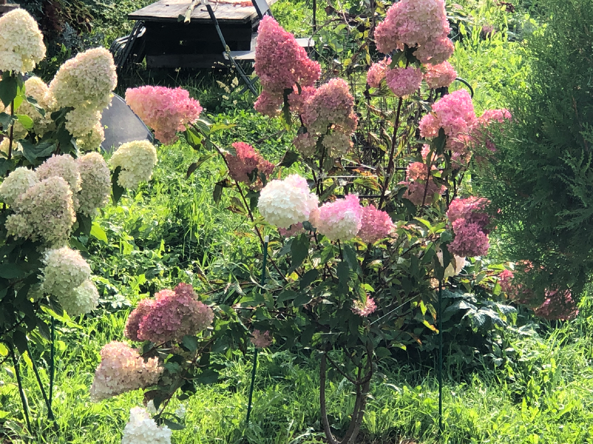 Ванилла Фрайз справа после сильного ветра, август 2024