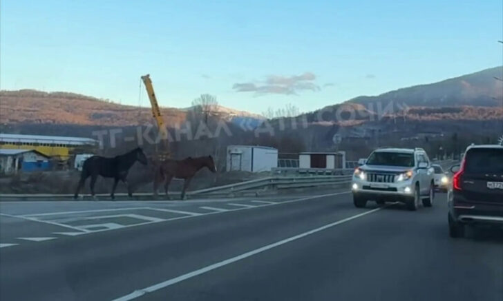    Скриншот видео: t.me/dtp_sochi